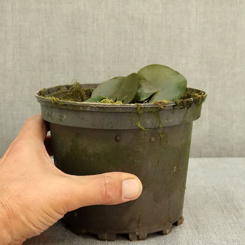 Esemplare di Nymphaea Celebration Vaso da 1,5L/2L consegnato in estate
