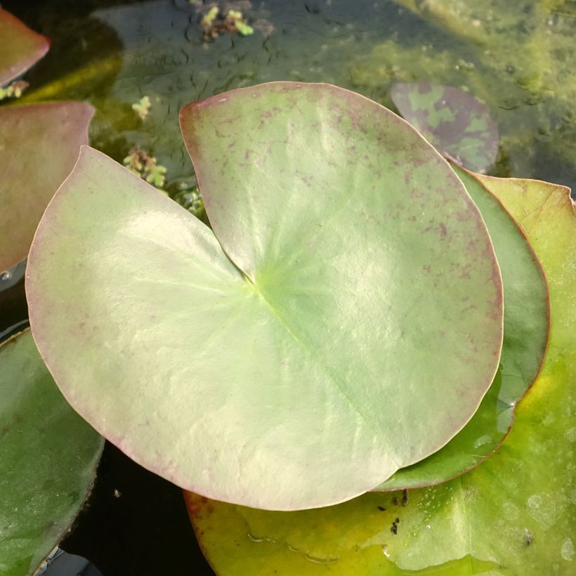 Nymphaea Clyde Ikins (Fogliame)