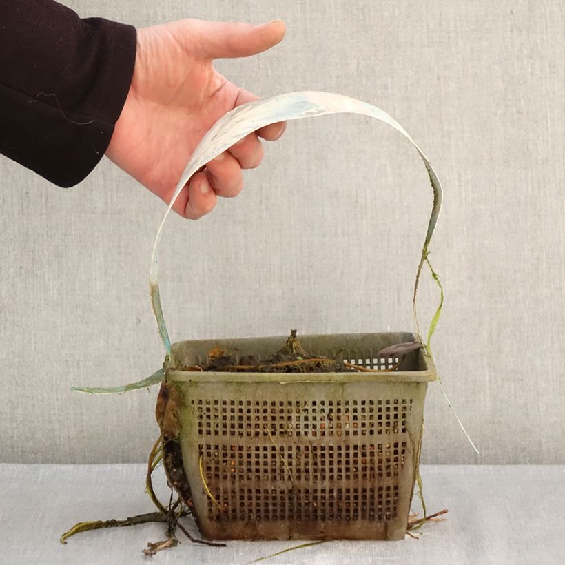 Nymphaea Clyde Ikins Vaso da 3L/4L esemplare consegnato in inverno