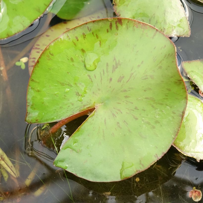 Nymphaea Comanche (Fogliame)