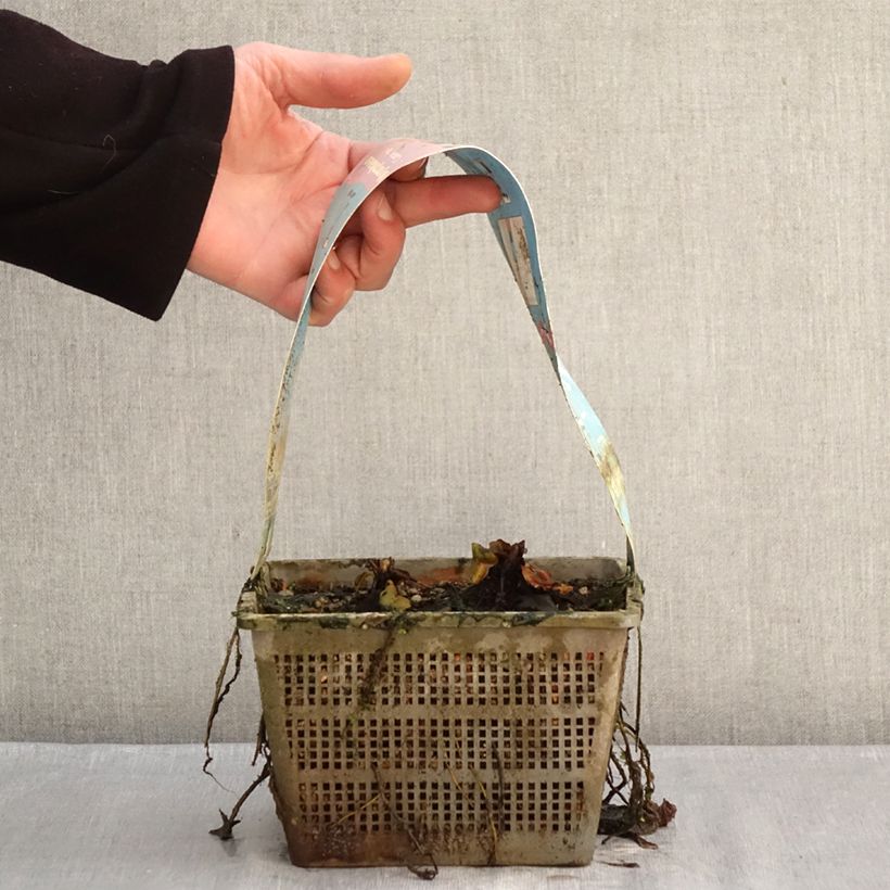 Nymphaea Comanche Vaso da 3L/4L esemplare consegnato in inverno