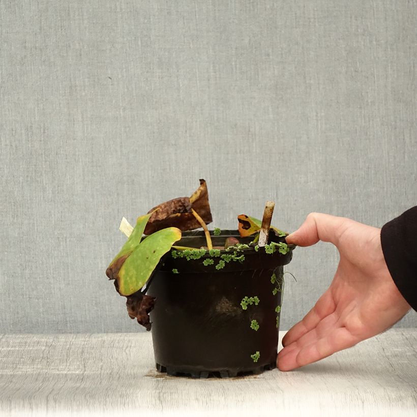 Esemplare di Nymphaea Conqueror - Nénuphar rustique rouge Pot de 1,5L/2L come consegnato in autunno