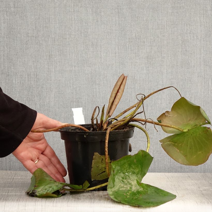 Nymphaea Conqueror Vaso da 1,5L/2L esemplare consegnato in primavera