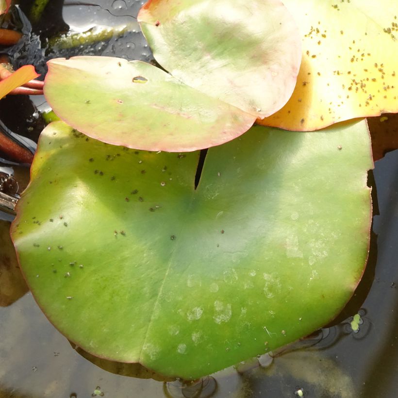 Nymphaea Conqueror (Fogliame)