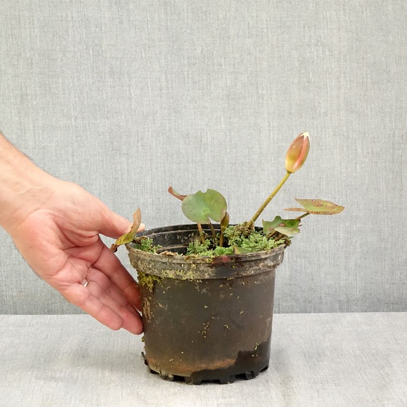 Esemplare di Nymphaea Cynthia Ann Vaso da 1,5L/2L consegnato in estate
