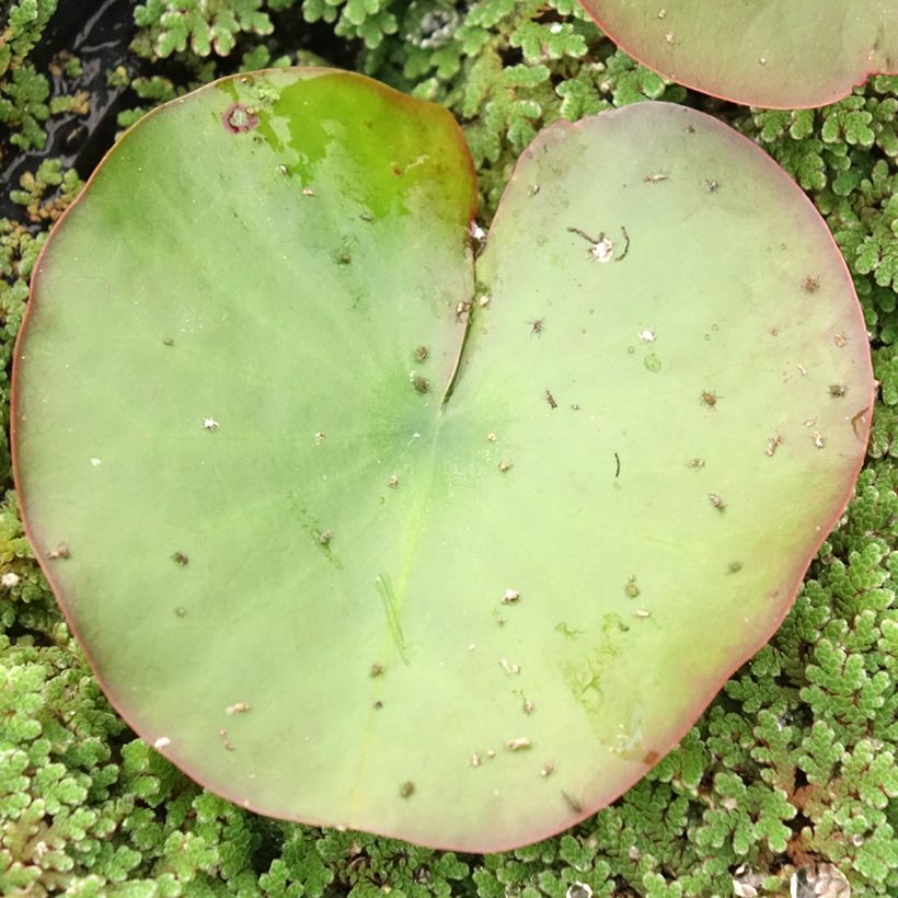 Nymphaea Dahlia (Fogliame)