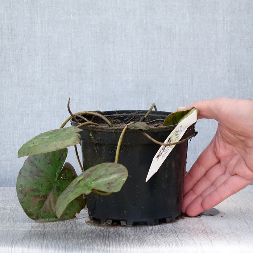 Nymphaea Darwin Vaso da 1,5L/2L esemplare consegnato in primavera