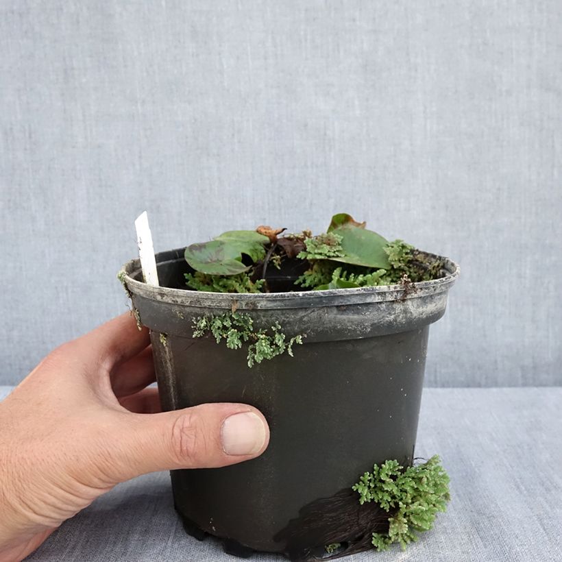 Esemplare di Nymphaea Denver Vaso da 1,5L/2L consegnato in estate