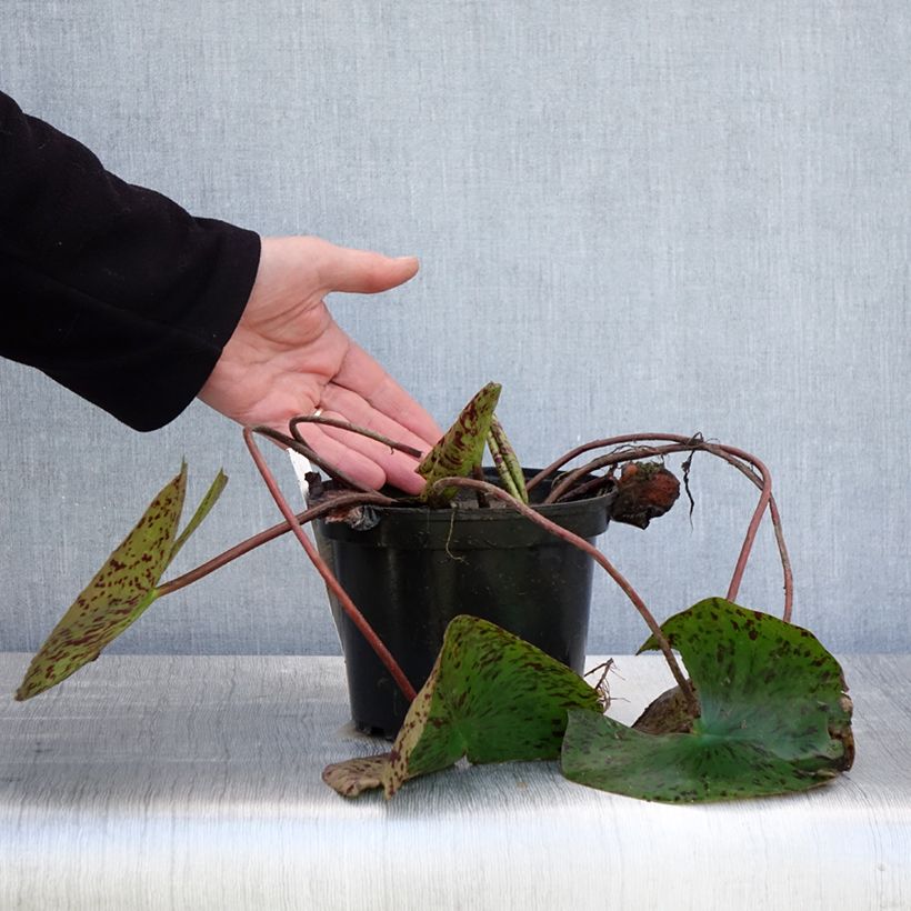 Nymphaea Double Yellow Vaso da 1,5L/2L esemplare consegnato in primavera