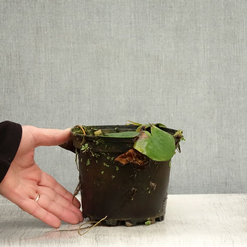 Esemplare di Nymphaea Ellisiana - Nénuphar rustique rouge Pot de 1,5L/2L come consegnato in autunno
