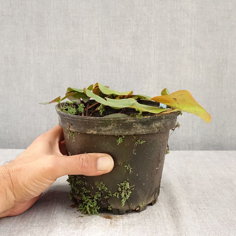 Esemplare di Nymphaea Ellisiana Vaso da 1,5L/2L consegnato in estate