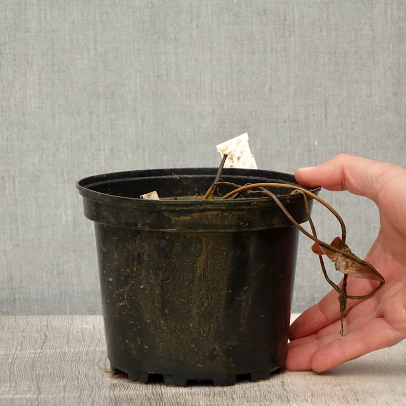 Nymphaea Eros Vaso da 1,5L/2L esemplare consegnato in primavera