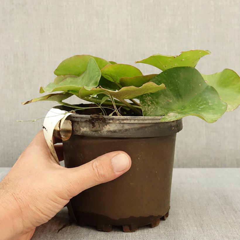 Esemplare di Nymphaea Escarboucle Vaso da 1,5L/2L consegnato in estate