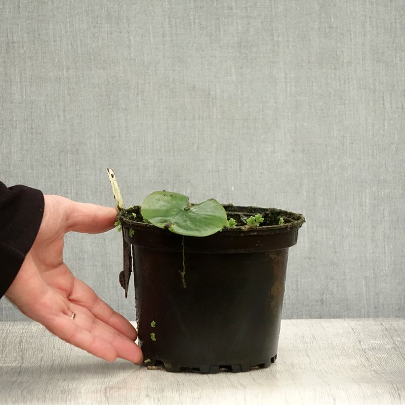 Esemplare di Nymphaea Eugenia de Lande - Nénuphar rustique rose tendre Pot de 1,5L/2L come consegnato in autunno