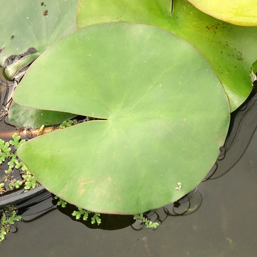Nymphaea Eugenia de Lande (Foliage)