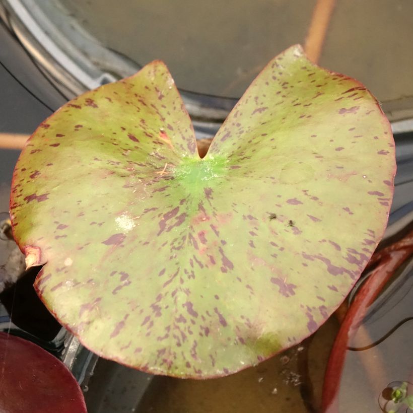 Nymphaea Fire Opal (Fogliame)