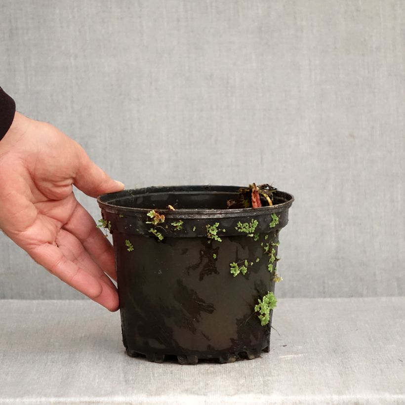 Esemplare di Nymphaea Fire Opal Vaso da 1,5L/2L come consegnato in autunno