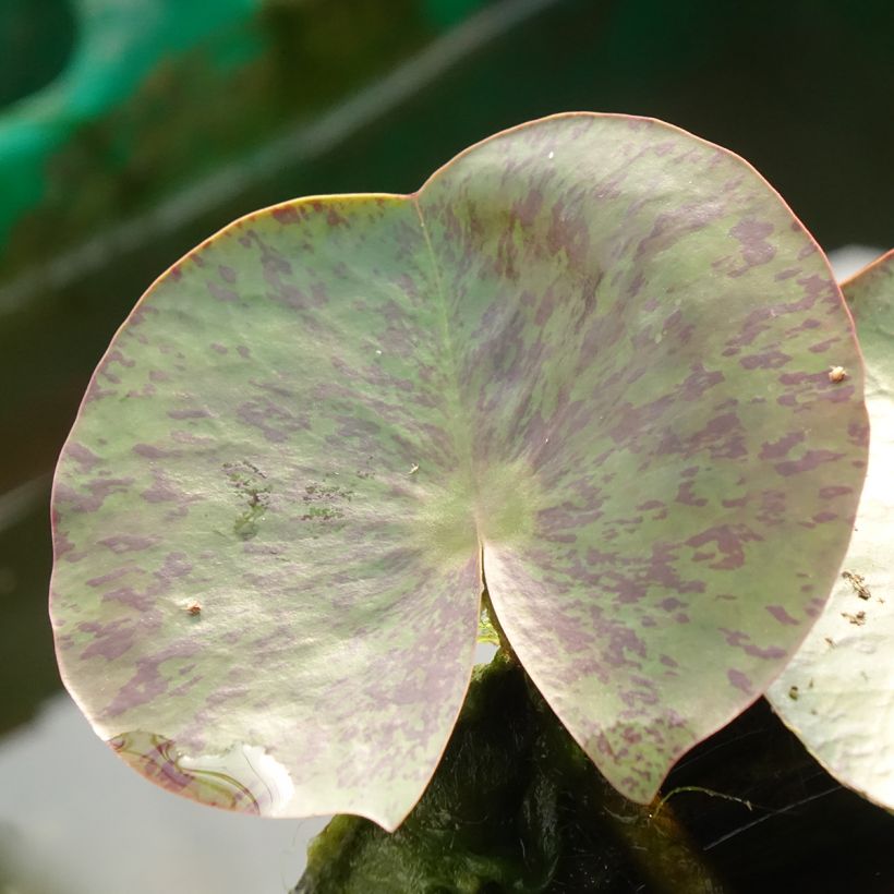 Nymphaea Florida Sunset (Foliage)