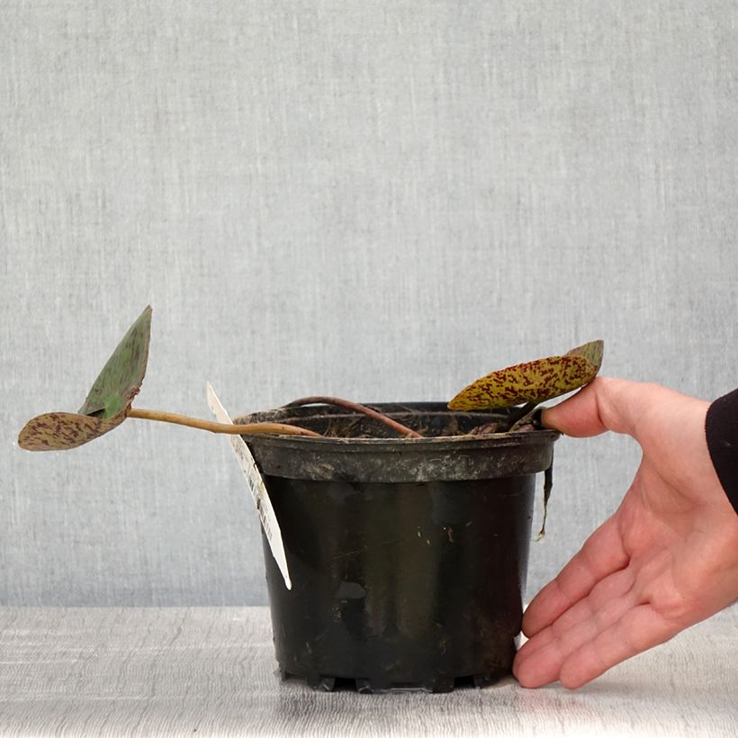 Example of Nymphaea Florida Sunset Vaso da 1,5L/2L as you get in printemps