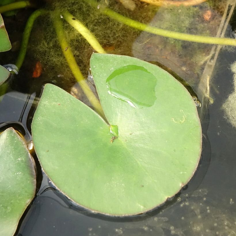 Nymphaea Gladstoniana (Fogliame)
