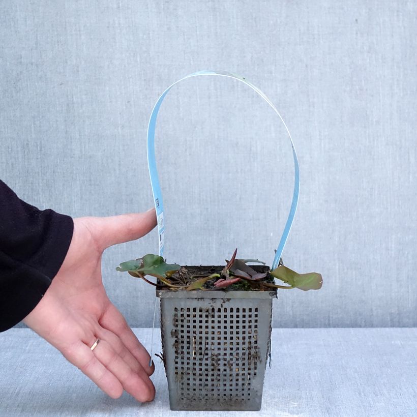 Nymphaea Gladstoniana Vaso da 1L/1,5L esemplare consegnato in primavera