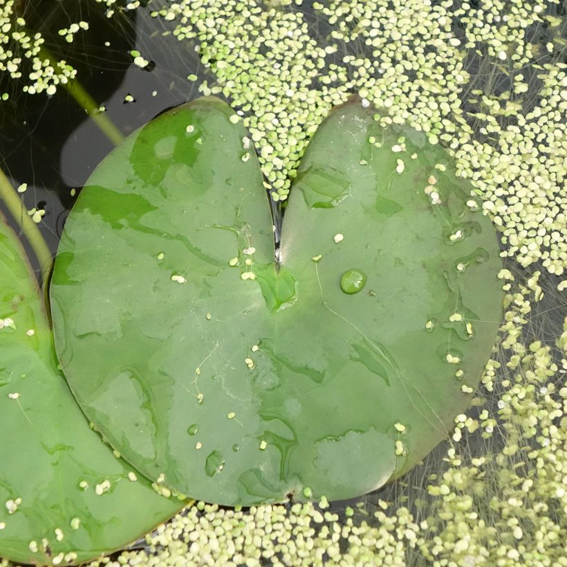 Nymphaea Gonnère (Fogliame)