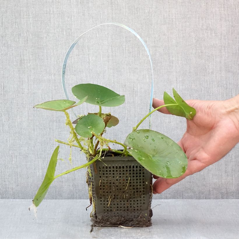 Esemplare di Nymphaea Gonnère Vaso da 1L/1,5L consegnato in estate