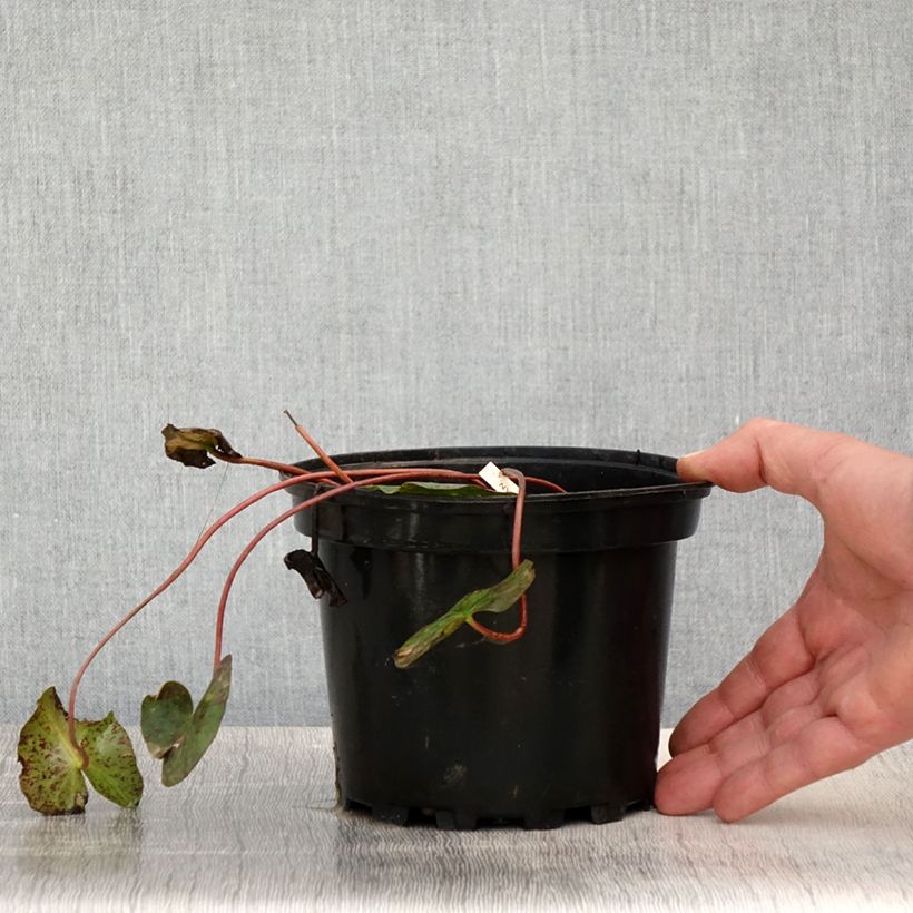 Nymphaea Graziella Vaso da 1,5L/2L esemplare consegnato in primavera