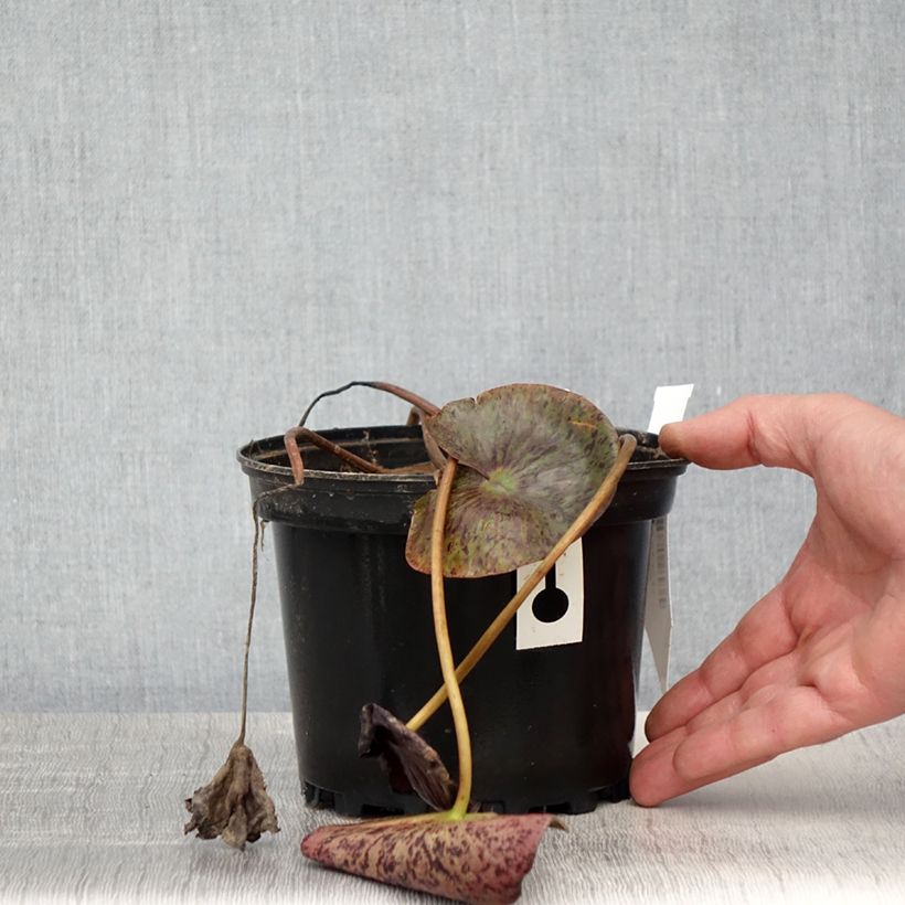 Nymphaea Gregg's Orange Beauty Vaso da 1,5L/2L esemplare consegnato in primavera