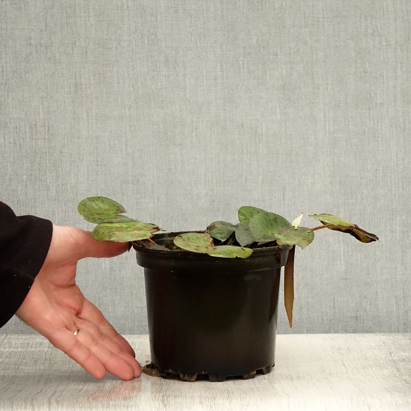 Esemplare di Nymphaea Hal Miller - Nénuphar blanc rustique Pot de 1,5L/2L come consegnato in autunno