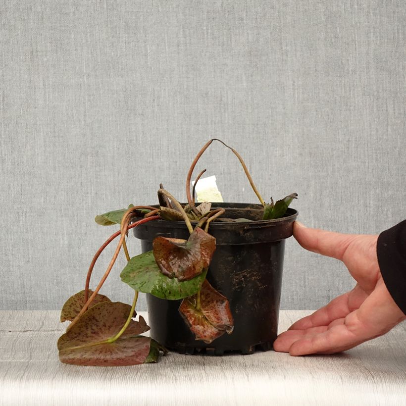 Example of Nymphaea Hal Miller Vaso da 1,5L/2L as you get in printemps