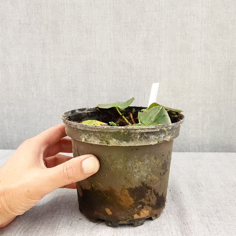 Esemplare di Nymphaea Hermine Vaso da 1,5L/2L consegnato in estate
