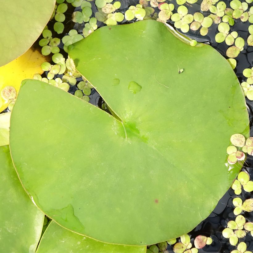 Nymphaea Hollandia (Foliage)