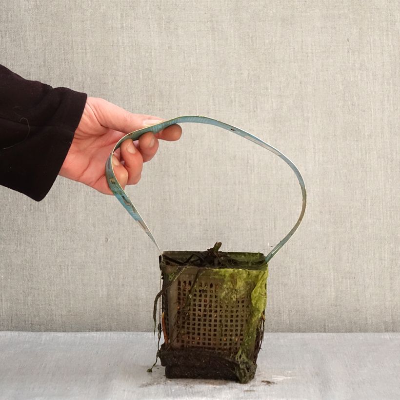 Example of Nymphaea Hollandia Vaso da 1L/1,5L as you get in hiver