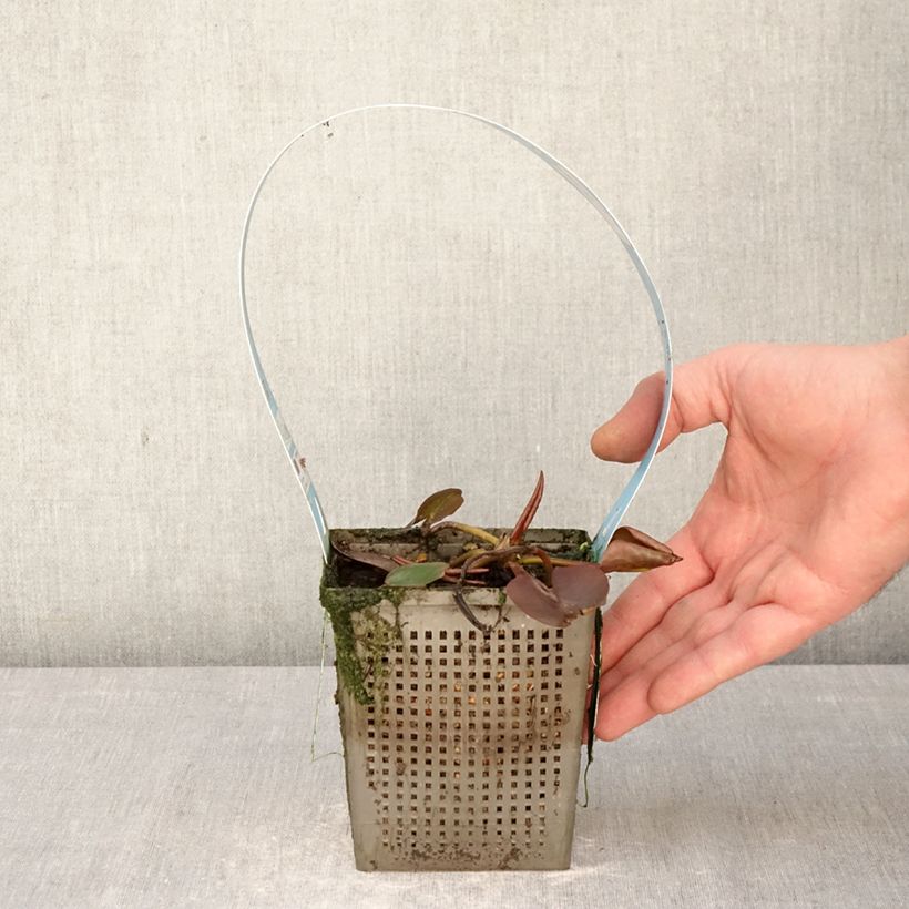 Nymphaea Hollandia Vaso da 1L/1,5L esemplare consegnato in primavera
