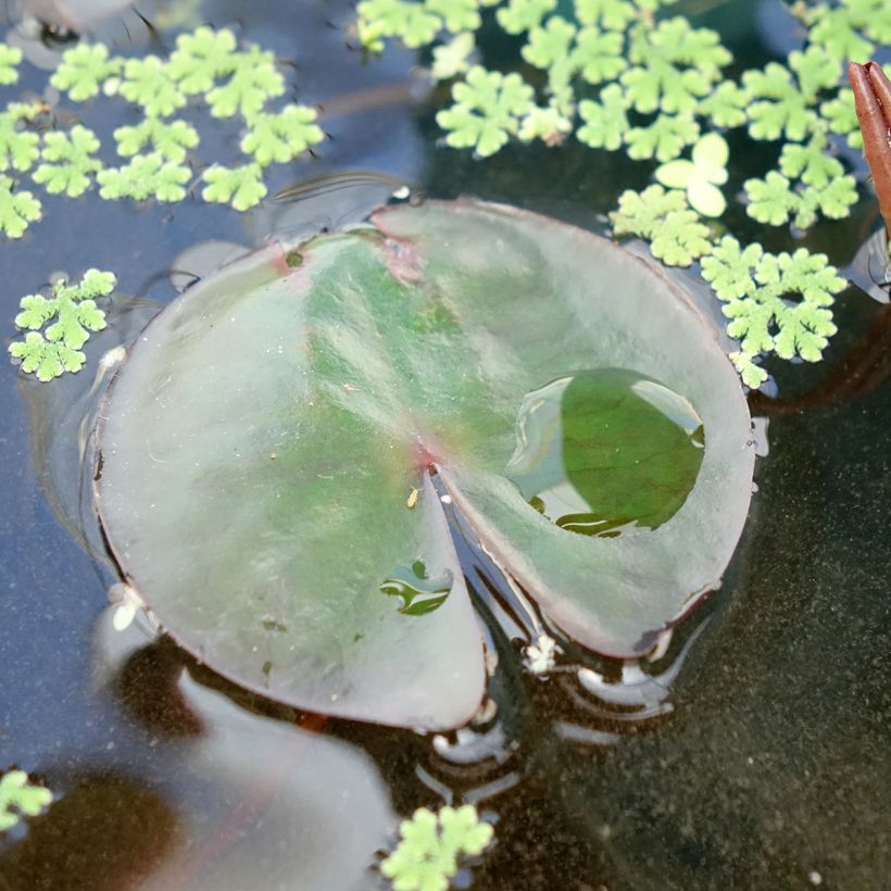 Nymphaea James Brydon (Fogliame)