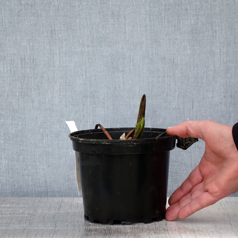 Nymphaea Jean de la Marsalle Vaso da 1,5L/2L esemplare consegnato in primavera