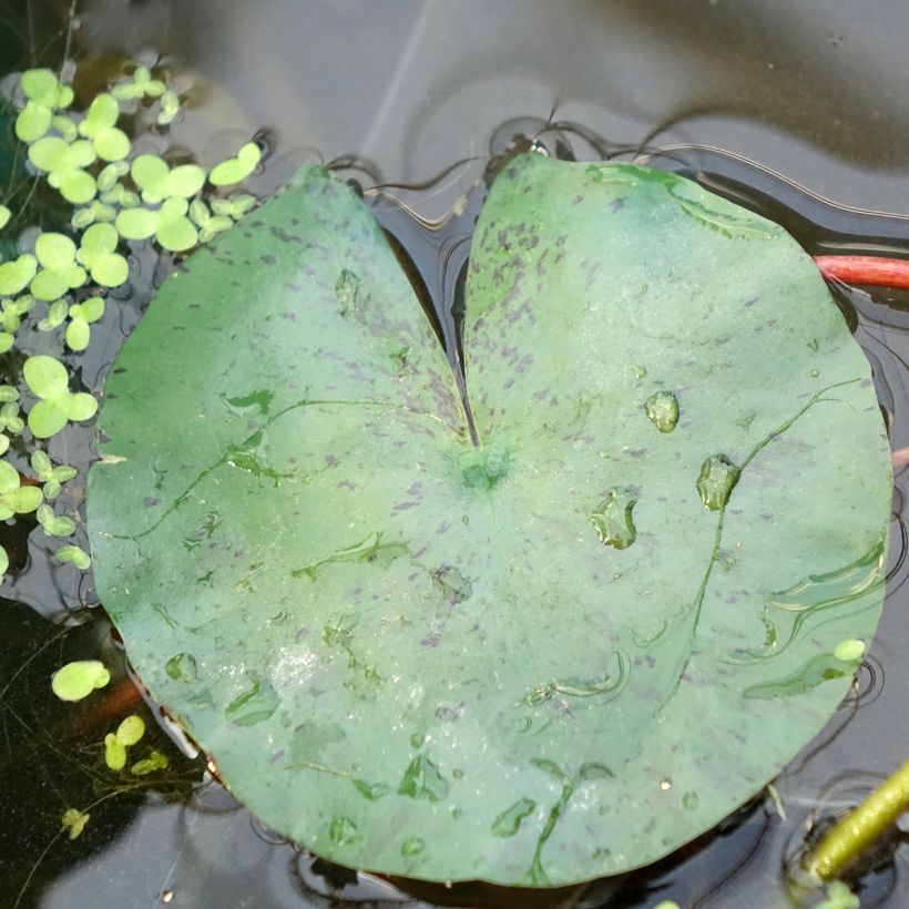 Nymphaea Joey Tomocik (Fogliame)