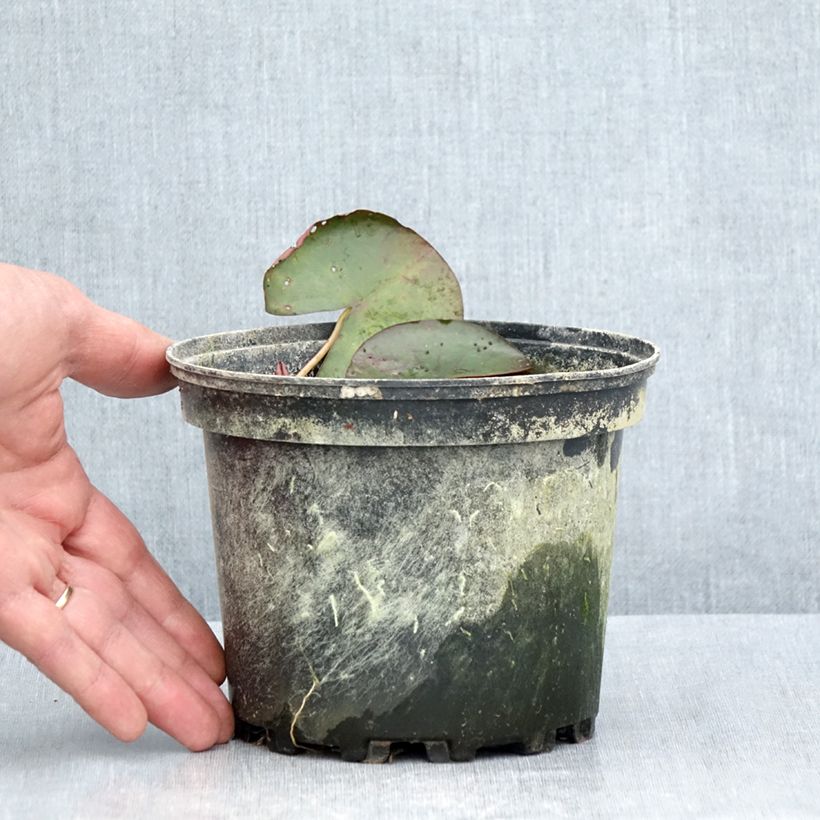 Esemplare di Nymphaea Karleen Harder Vaso da 1,5L/2L consegnato in estate