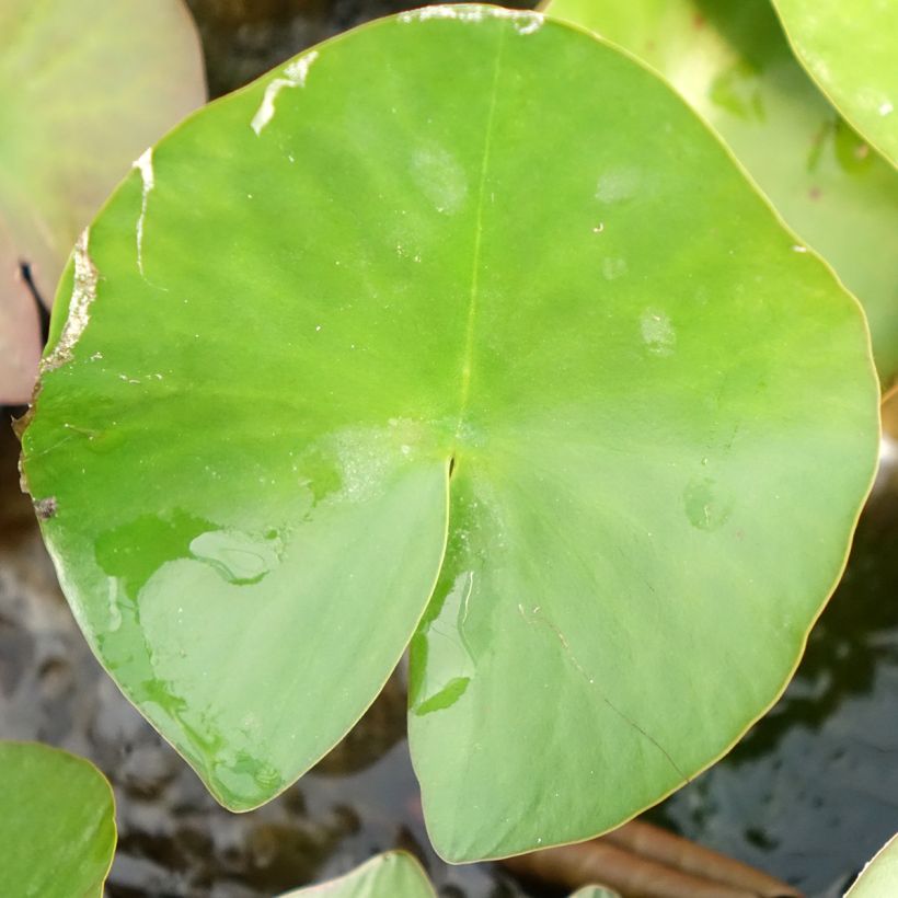 Nymphaea Lactea (Fogliame)