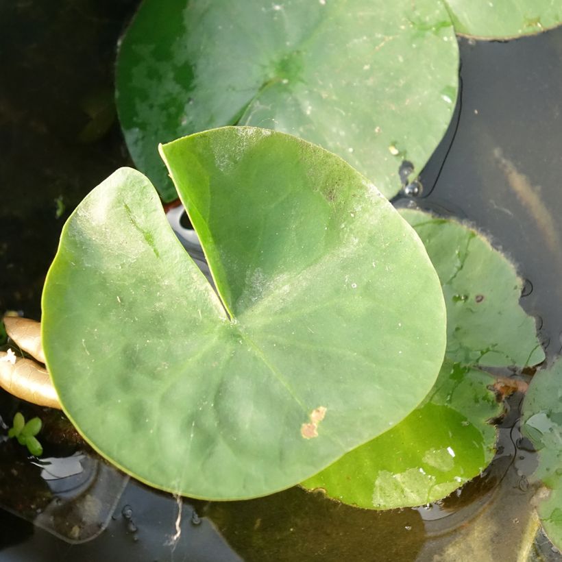 Nymphaea Laydekeri Liliacea (Fogliame)