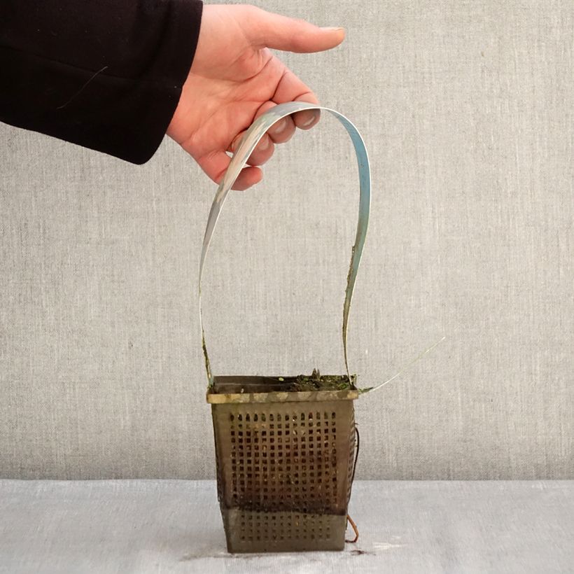 Nymphaea Laydekeri Liliacea Vaso da 1L/1,5L esemplare consegnato in inverno