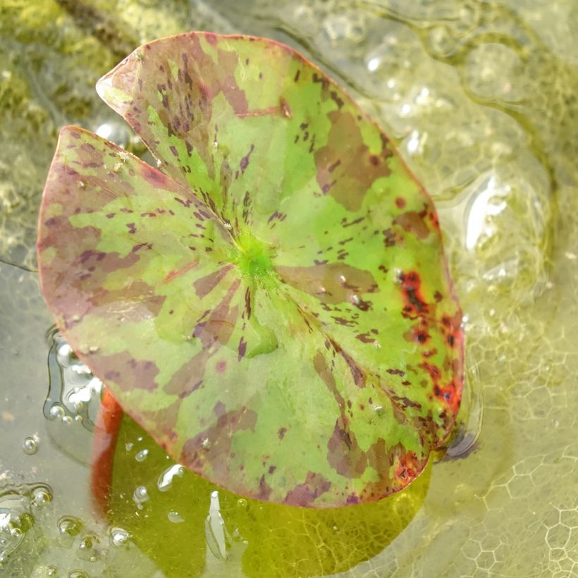 Nymphaea Lemon Chiffon (Fogliame)