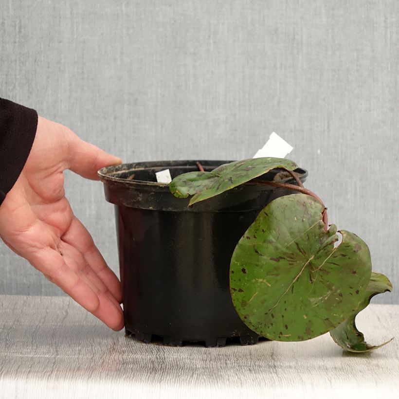 Nymphaea Lemon Chiffon Vaso da 1,5L/2L esemplare consegnato in primavera