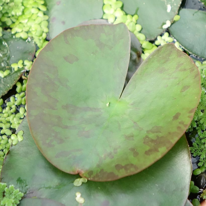 Nymphaea Lemon Mist (Fogliame)