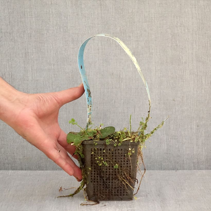 Nymphaea Lemon Mist Vaso da 1L/1,5L esemplare consegnato in primavera