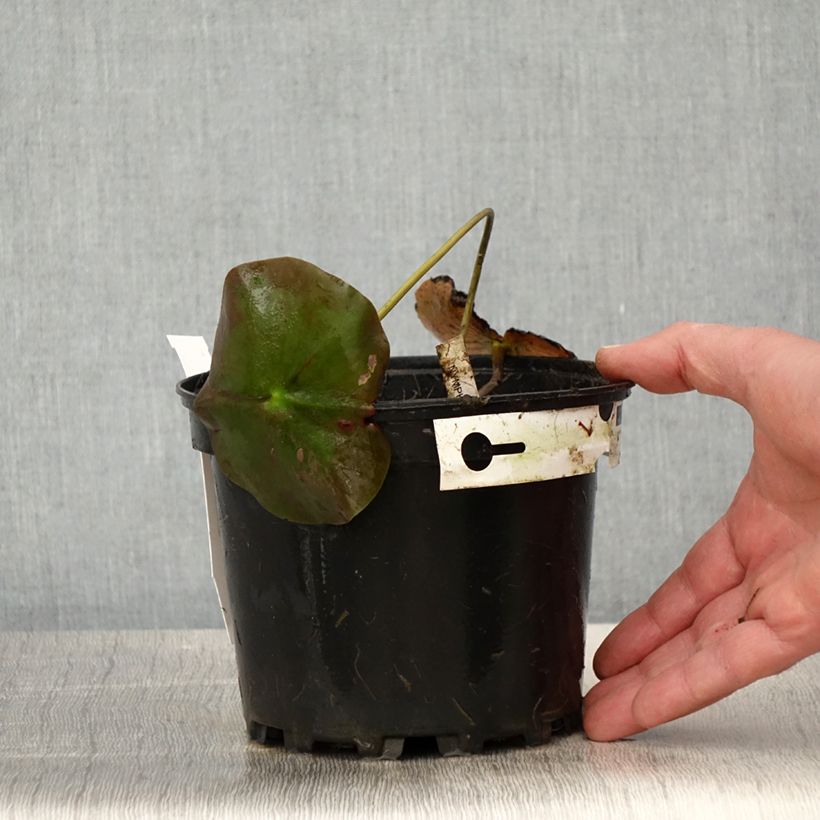 Nymphaea Lily Pons Vaso da 1,5L/2L esemplare consegnato in primavera