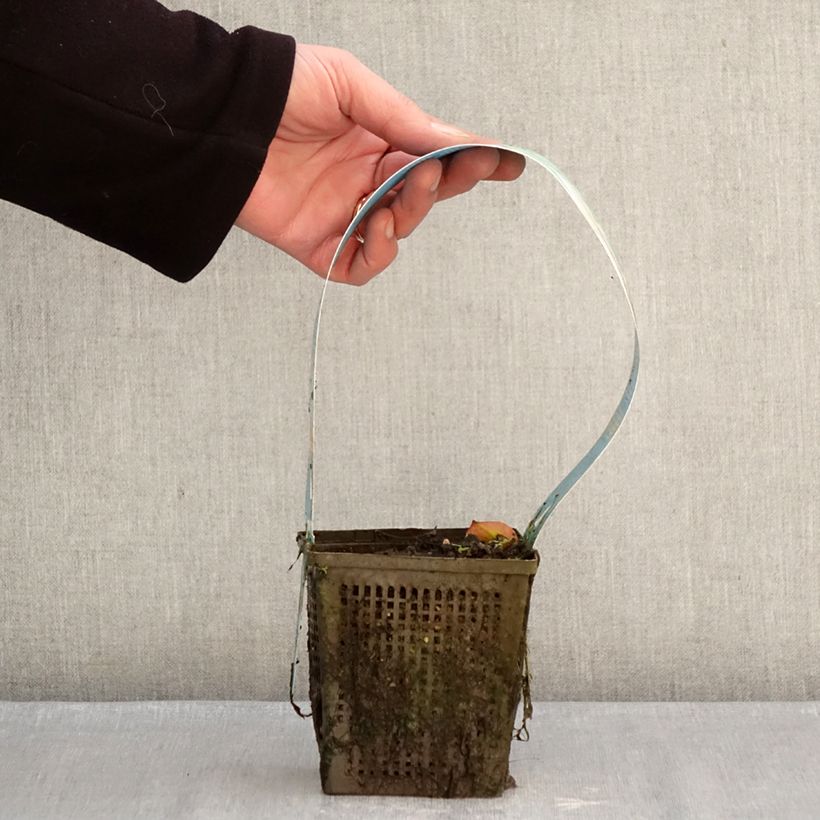 Nymphaea Madame Wilfron Gonnère Vaso da 1L/1,5L esemplare consegnato in inverno