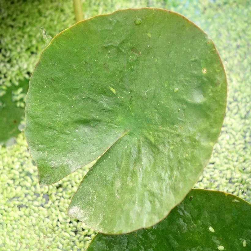 Nymphaea Mangkala Ubol (Fogliame)