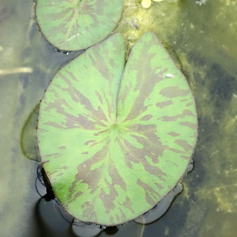 Nymphaea Marian Strawn (Foliage)